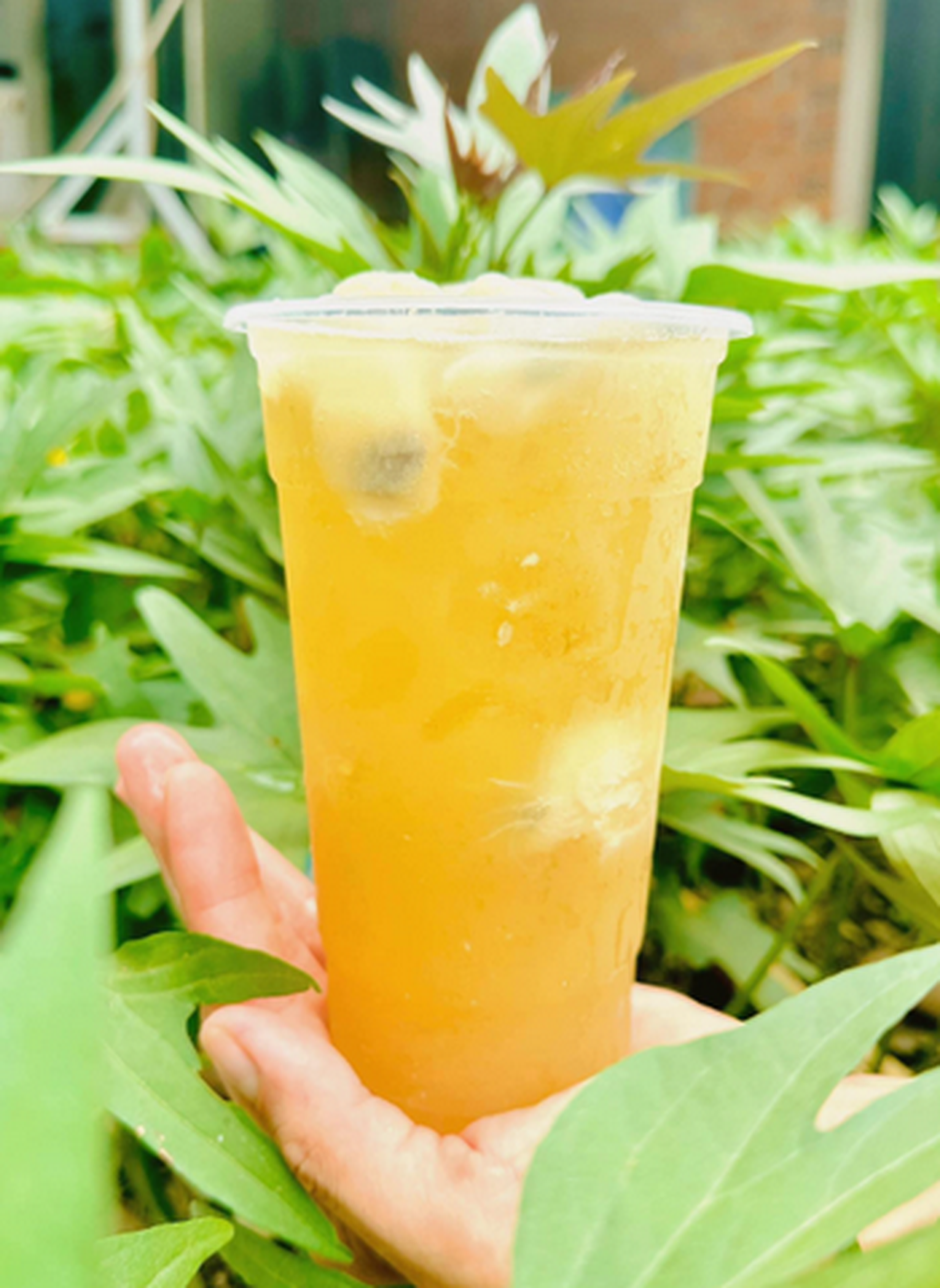 Hình ảnh Trà mãng cầu