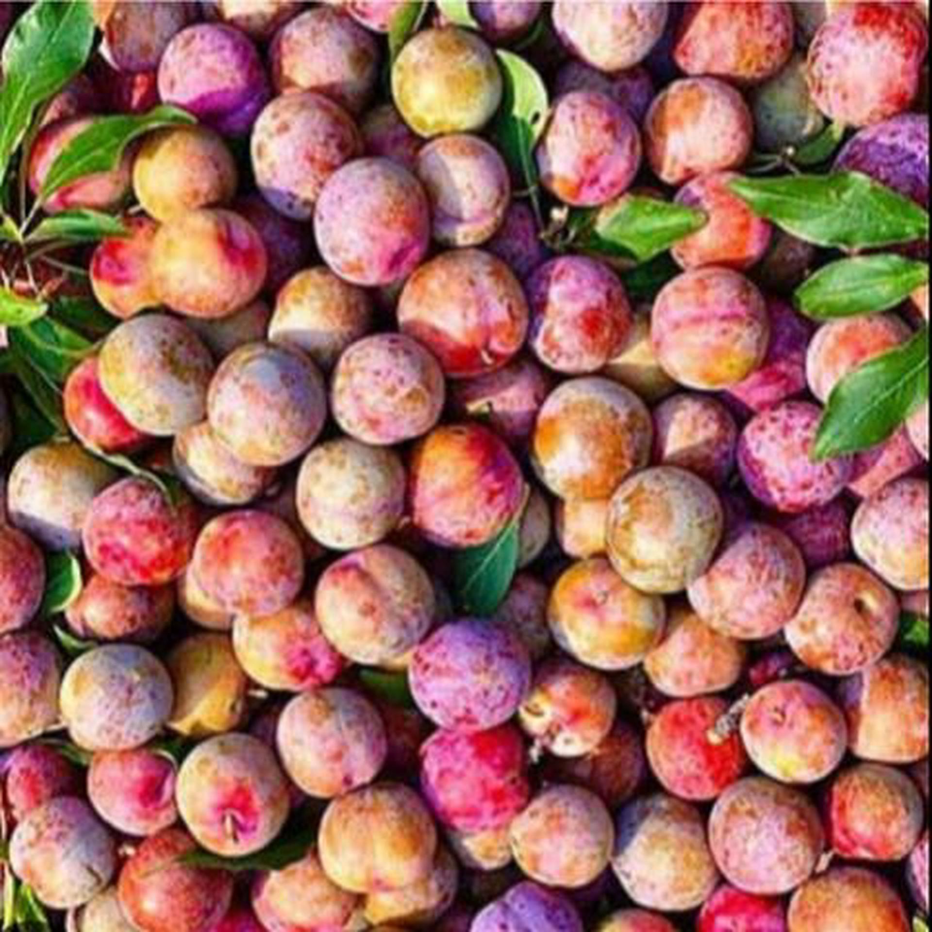 Hình ảnh Mận Hà Nội hộp (350gr)