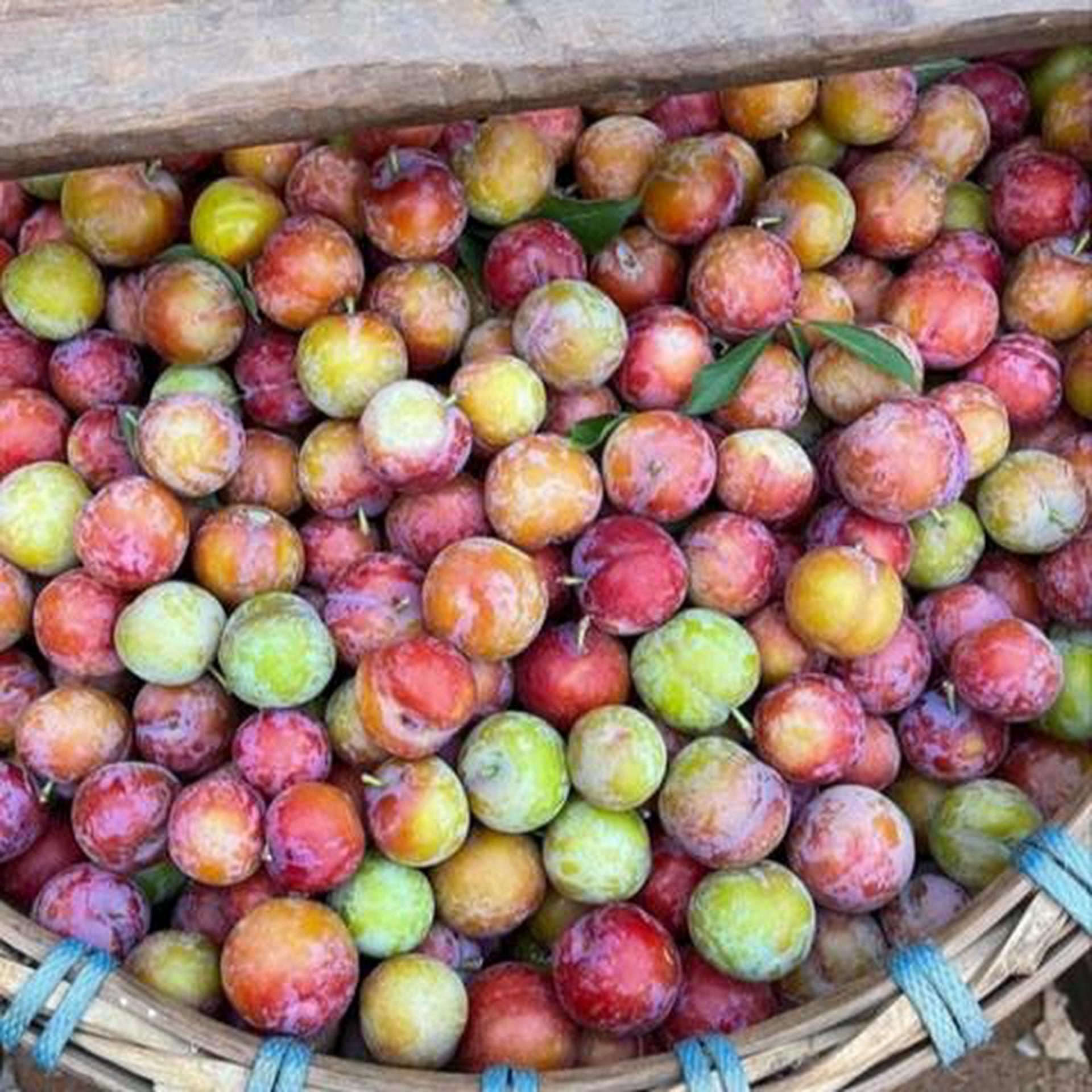 Hình ảnh Mận cơm tróc hạt (hộp 350gr)