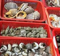 Hình ảnh Ốc Nghĩa - Hậu Lân