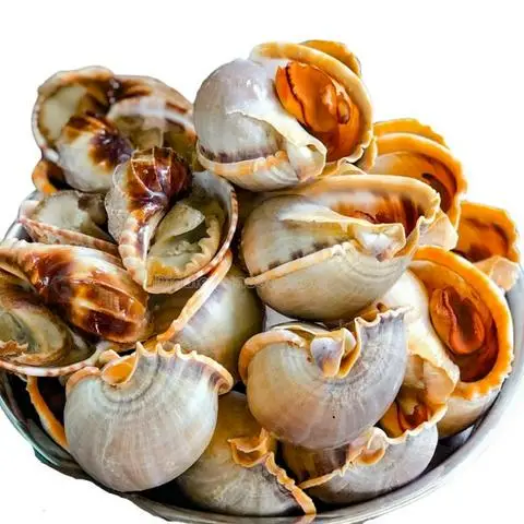 Hình ảnh Ốc Vila 20K - Lê Văn Lương