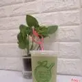 Hình ảnh Nước ép ổi