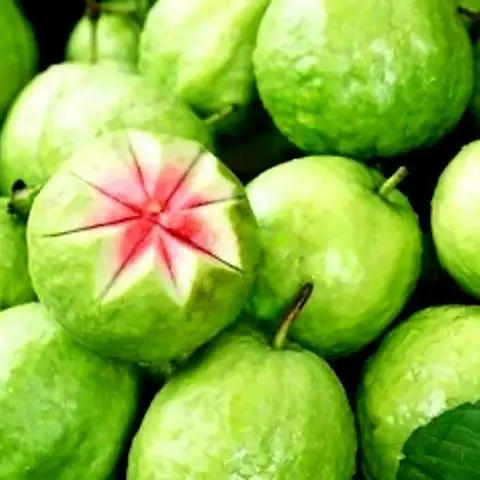 Hình ảnh Ổi Đỏ 