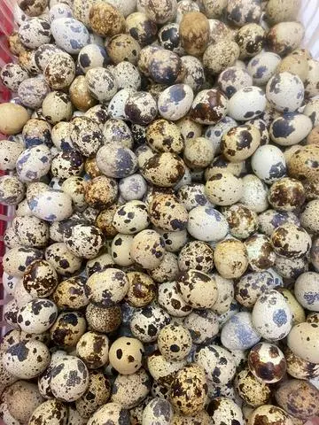 Hình ảnh trứng cút 