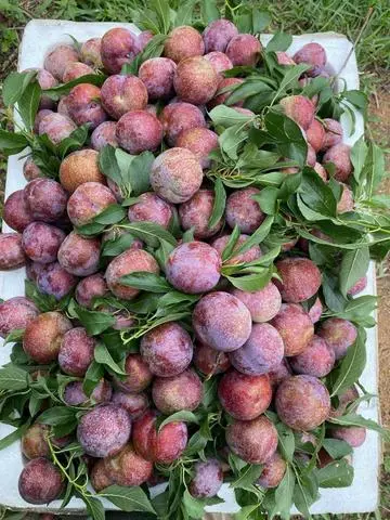 Hình ảnh Mận Hà Nội 500gr