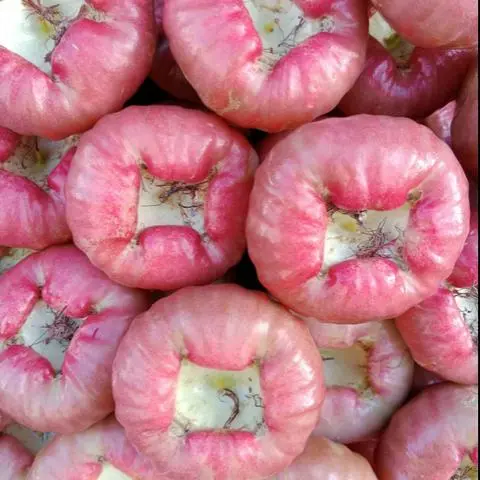 Hình ảnh mận đá 