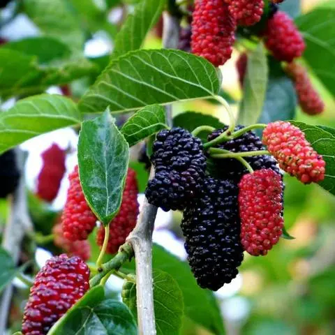 Hình ảnh TRÀ DÂU TẰM