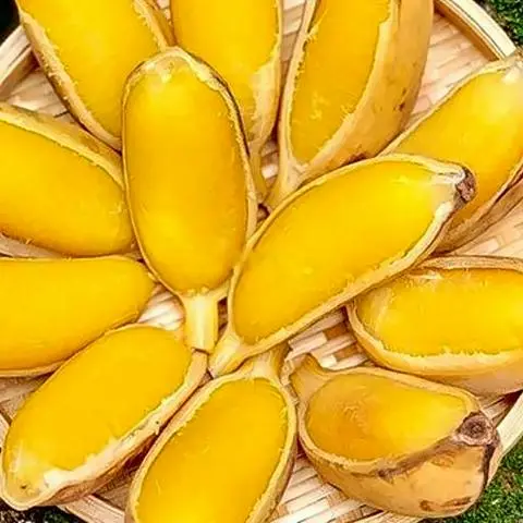 Hình ảnh Chuối sáp nghệ vàng - 500g