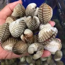 Hình ảnh Sò huyết xào rau muống