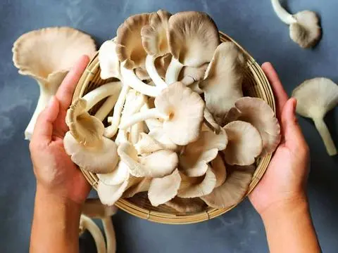 Hình ảnh Nấm thêm