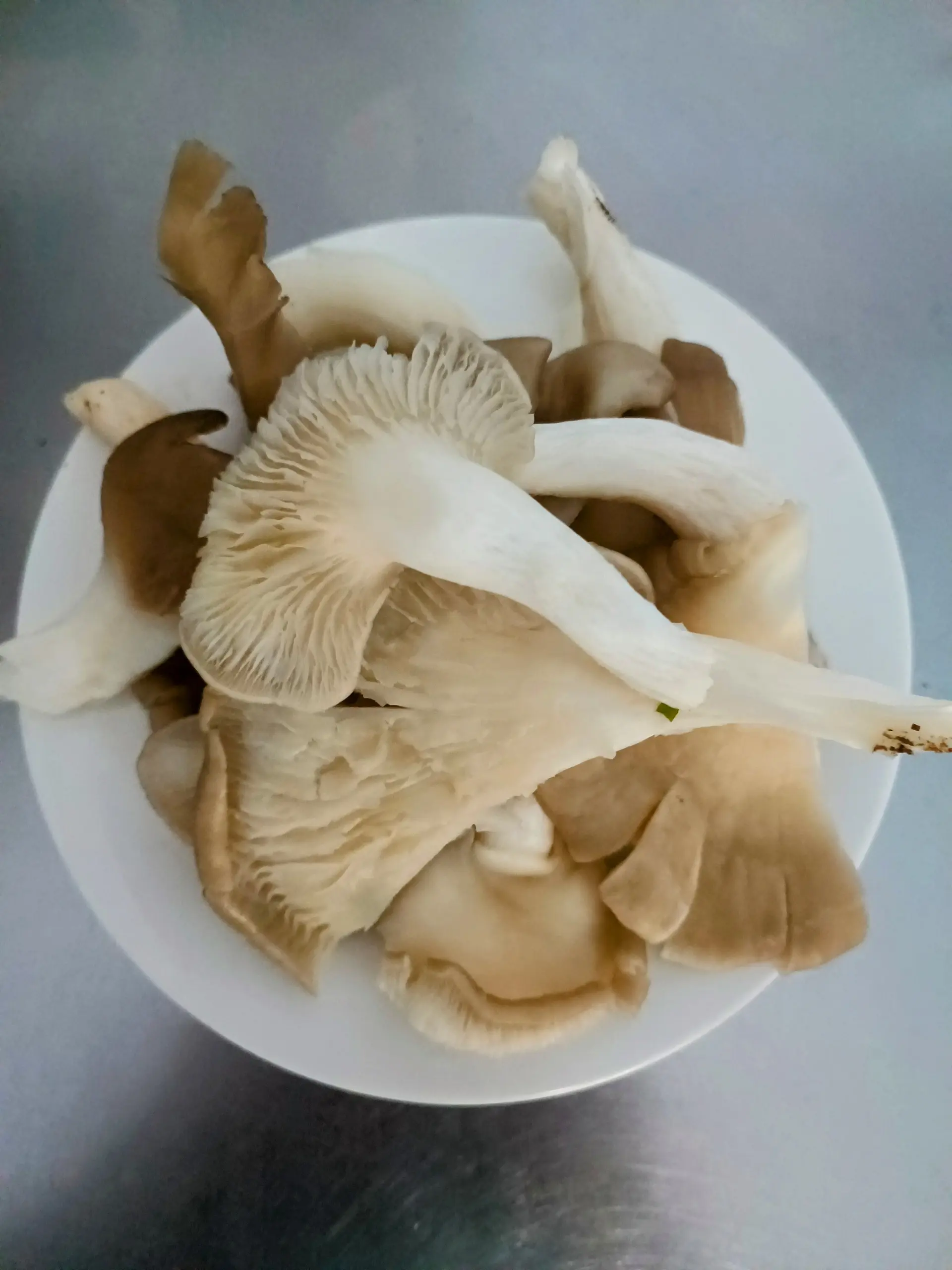 Hình ảnh nấm 