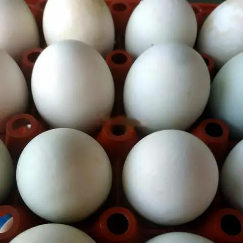 Hình ảnh Hột vịt lộn Sống ( Chưa Luộc ) - 5 Quả