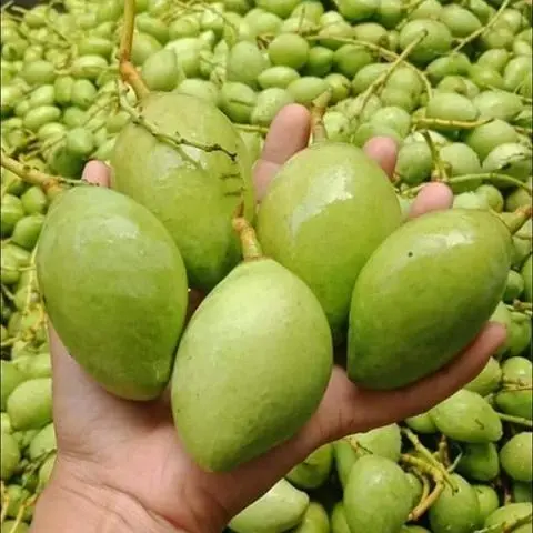 Hình ảnh 1kg xoài non nguyên trái+ mắm ruốc