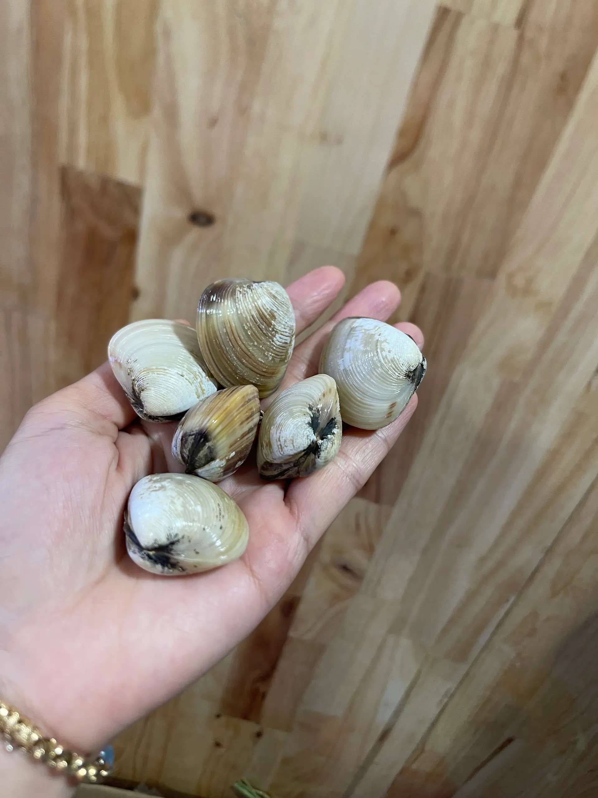 Hình ảnh Nghêu Hấp Thái