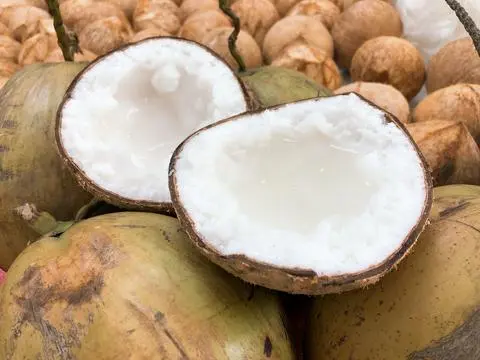 Hình ảnh DỪA SÁP LOẠI ĐẶC I (bao ăn 2 ngày khi nhận)