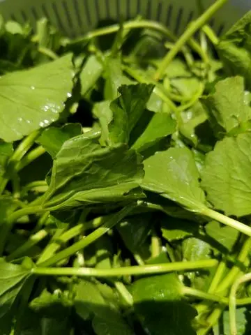 Hình ảnh Combo 02 ly rau má Đậu xanh khổng lồ