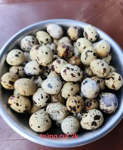 Hình ảnh Trứng cút