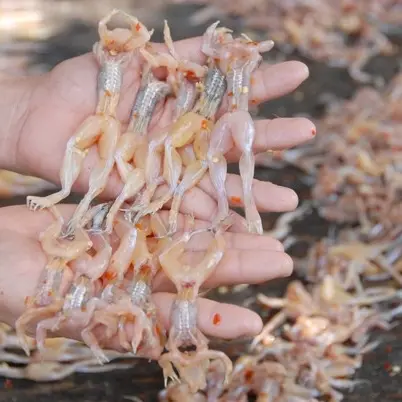 Hình ảnh NHÁI ĐỒNG (chiên dòn, chiên mắm, núp lùm, xào sả ớt)