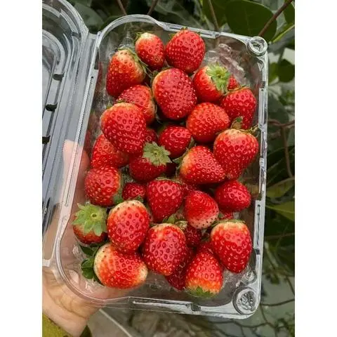Hình ảnh Dâu Tây ( hộp 900gr -1kg )