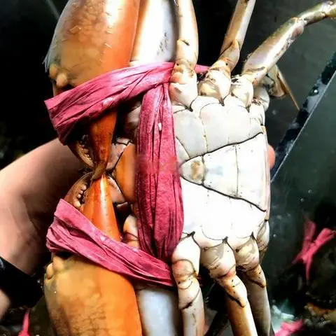 Hình ảnh Cua thịt lớn  1c 