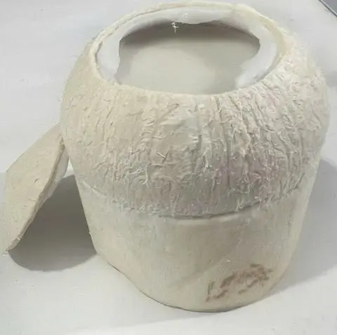 Hình ảnh Rau câu dừa trái vừa-GỌT vỏ