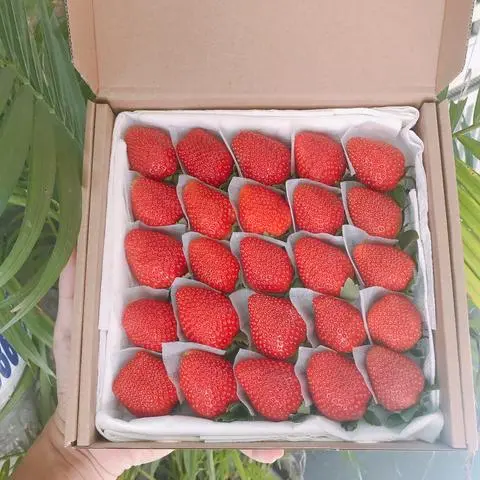 Hình ảnh Dâu nhật skyberry size đại