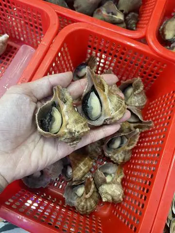 Hình ảnh Ốc Gai
