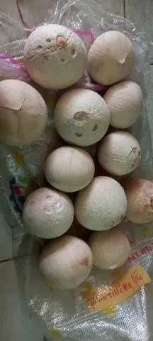 Hình ảnh Combo 10 trái dừa trọc
