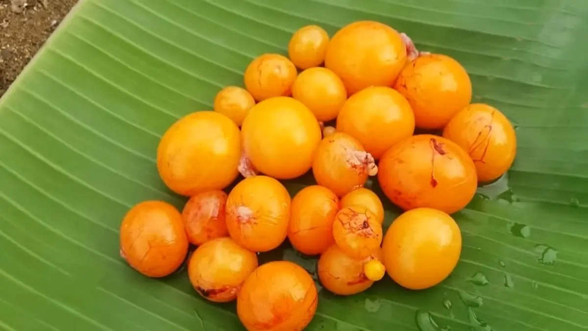 Hình ảnh Trứng Non Thêm