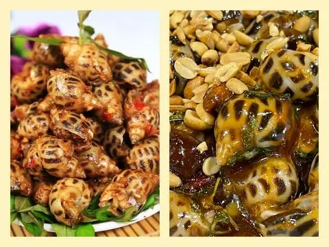 Hình ảnh Ốc Hương