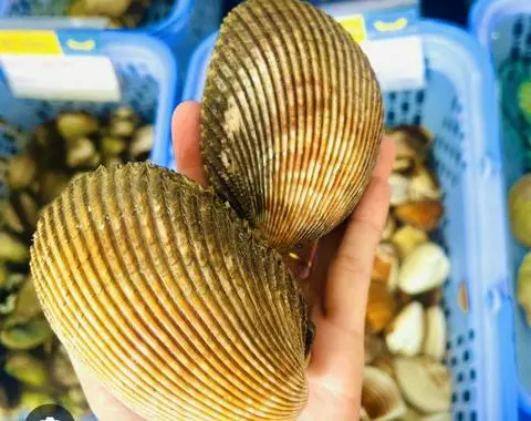 Hình ảnh Sò dương hấp sả