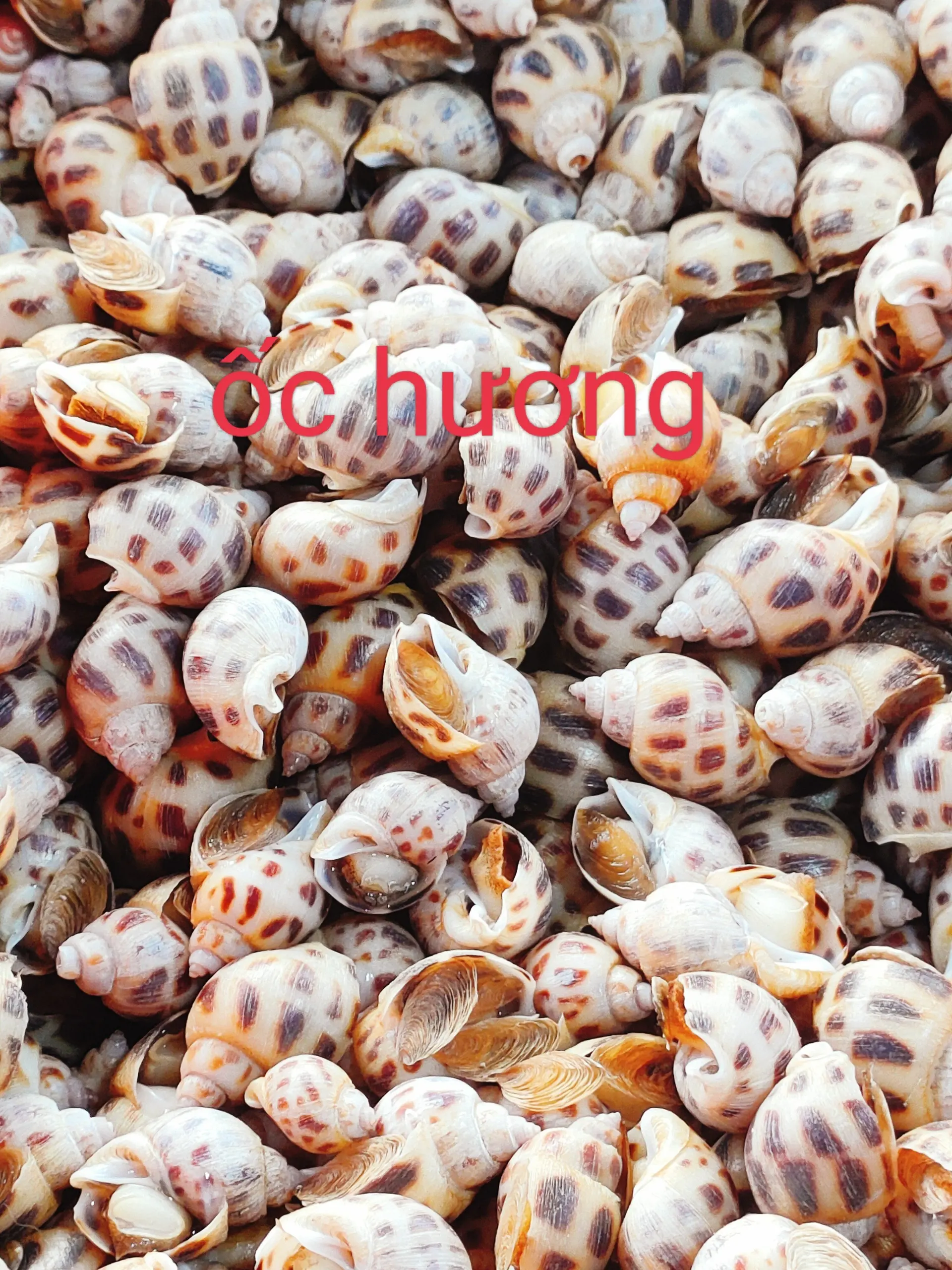 Hình ảnh Hương Xào sate