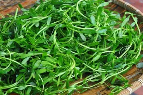 Hình ảnh RAU ĐẮNG