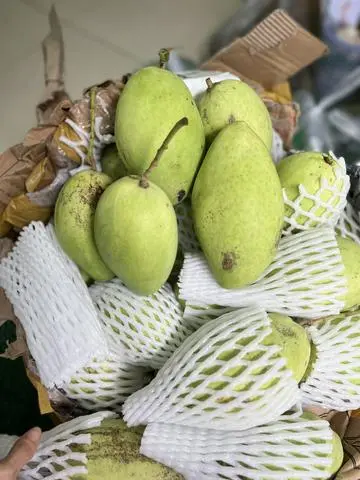 Hình ảnh Xoài Hoà Lộc Xưa