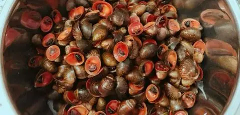 Hình ảnh ỐC DỪA XÀO TỎI