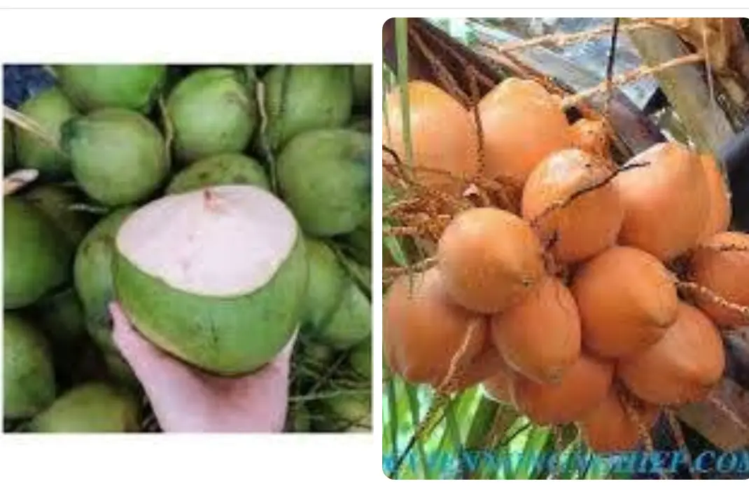 Hình ảnh DỪA XIÊM BẾN TRE  TRÁI 