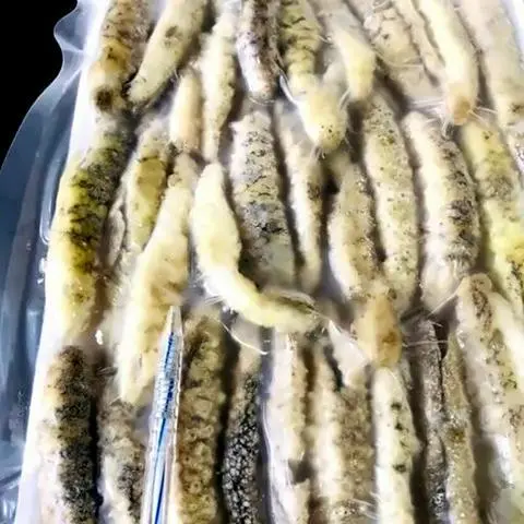 Hình ảnh Hải Sâm thêm