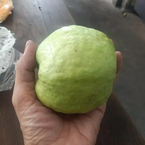 Hình ảnh ép ổi 