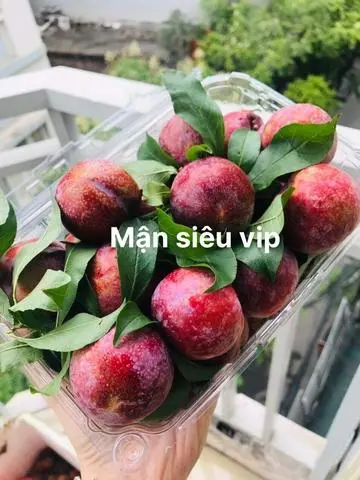 Hình ảnh Mận Hậu Mộc Châu Size Siêu Vip