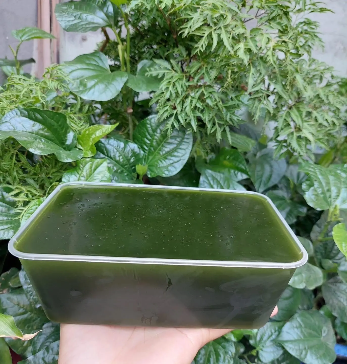 Hình ảnh SƯƠNG SÂM VÒ LÁ KÈM NƯỚC ĐƯỜNG GỪNG