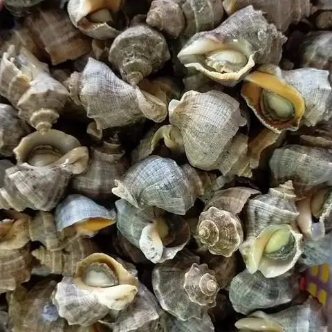 Hình ảnh ốc gai xào bơ cay
