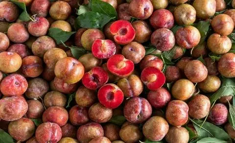 Hình ảnh mận hà nội 400gr + muối 
