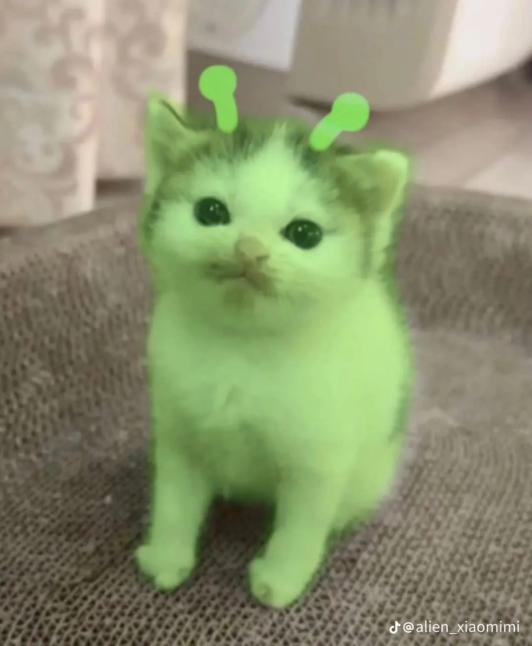 Hình ảnh Matcha latte