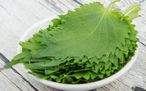 Hình ảnh SA31 - Shiso - Lá Tía Tô Nhật - 10 pcs