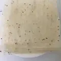 Hình ảnh Bánh Tráng Thêm