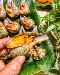 Hình ảnh Ốc muỗng hấp Thái