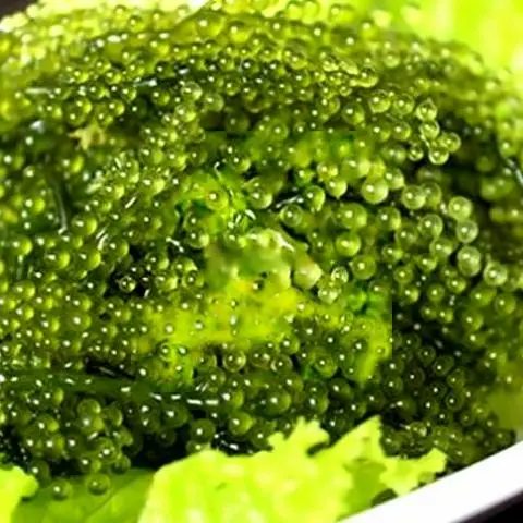 Hình ảnh Umibudo - Healthy food - Rong nho biển