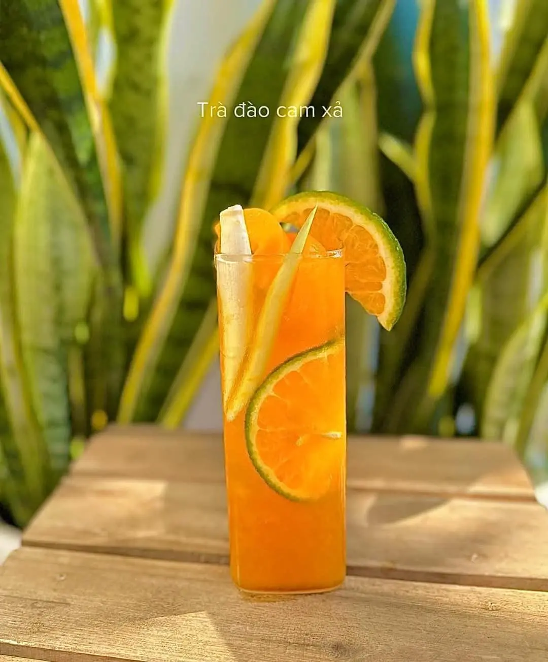 Hình ảnh TRÀ ĐÀO TƯƠI
