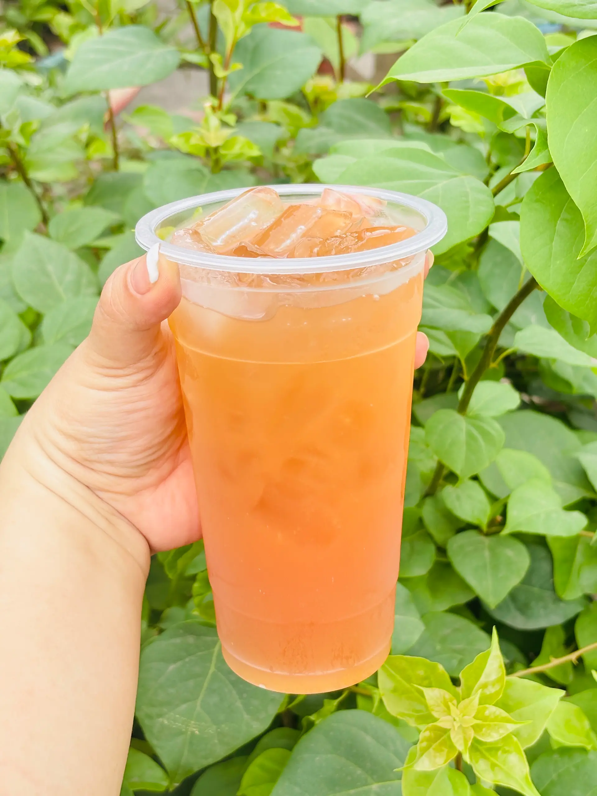 Hình ảnh Trà kombucha trái cây nhiệt đới, ngâm 100% Trái Cây Tươi, Không Syrup