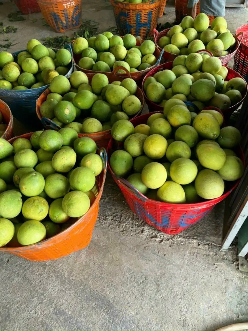 Hình ảnh Bưởi Năm Roi